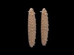 Omphalus Earrings - Image 2