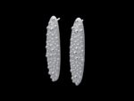 Omphalus Earrings - Image 3